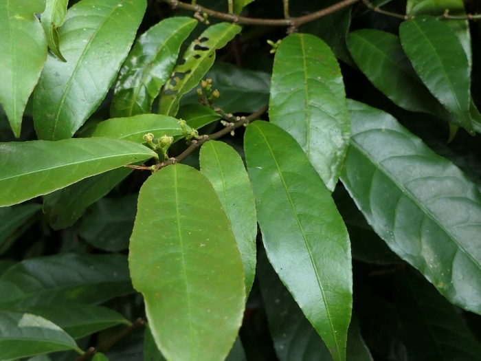 Phaleria clerodendrum