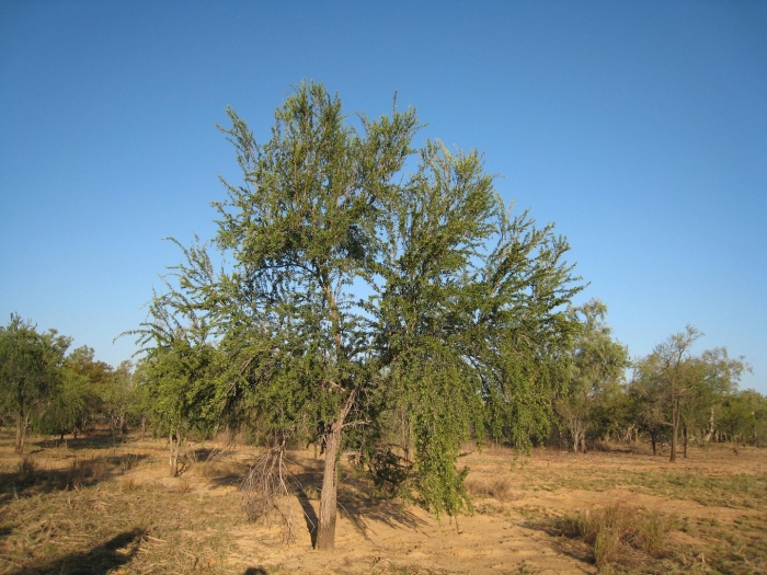 Acacia tree