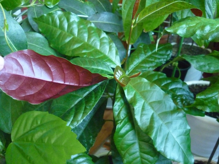 Кофе арабика растение