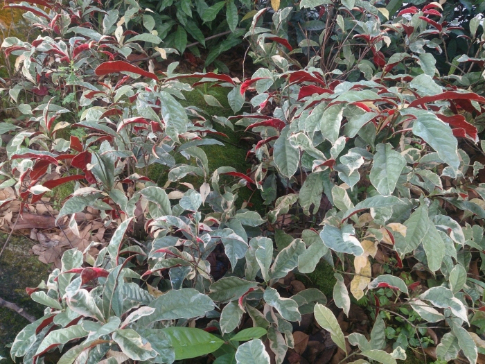 Excoecaria cochinchinensis