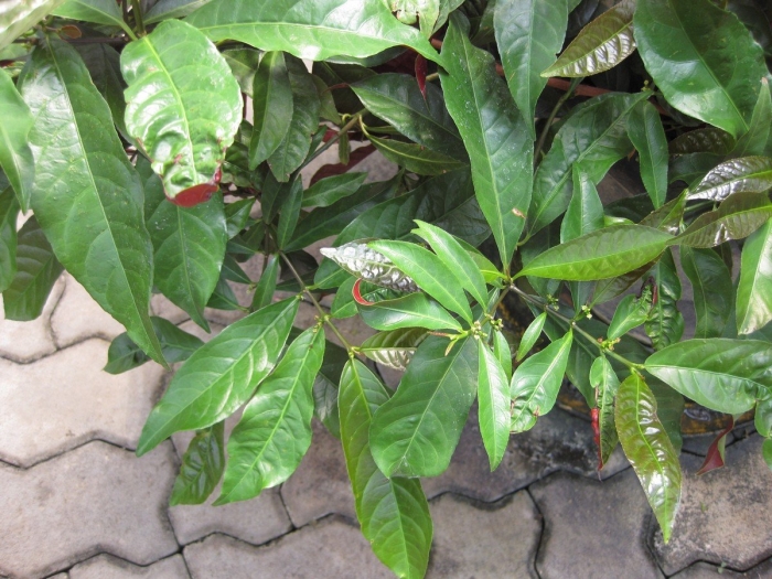 Elaeocarpus ganitrus