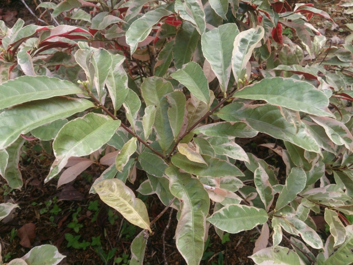 Фикус rubiginosa variegata