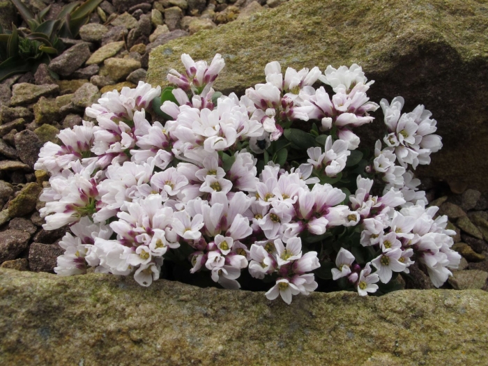 Aethionema iberideum