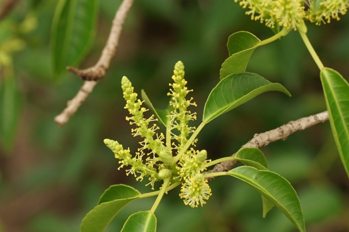 Terminalia elliptica