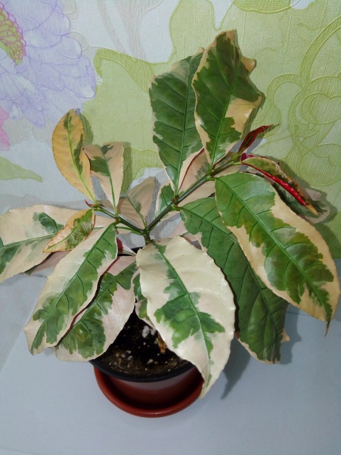 Вариегатный фикус