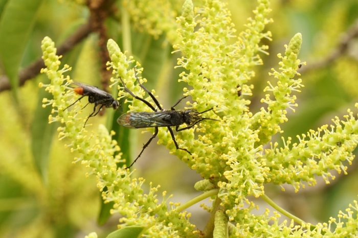 Excoecaria cochinchinensis lour.