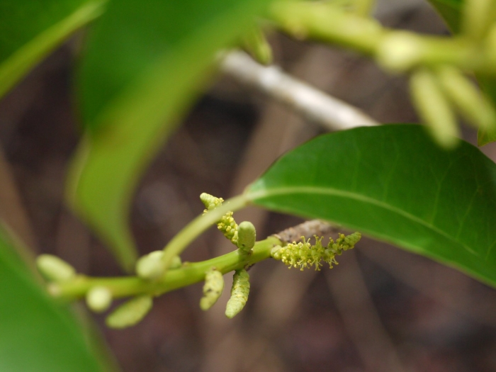 Терминалия арджуна
