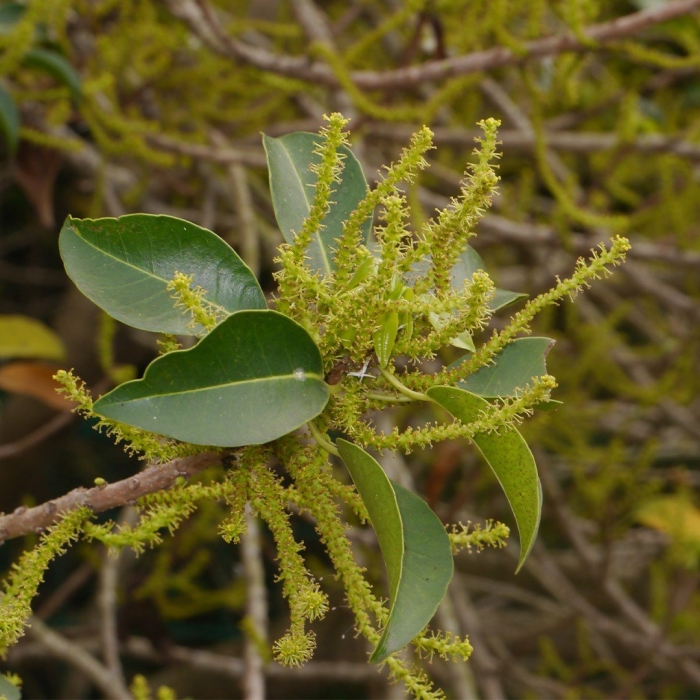 Манцинелла ядовитое дерево
