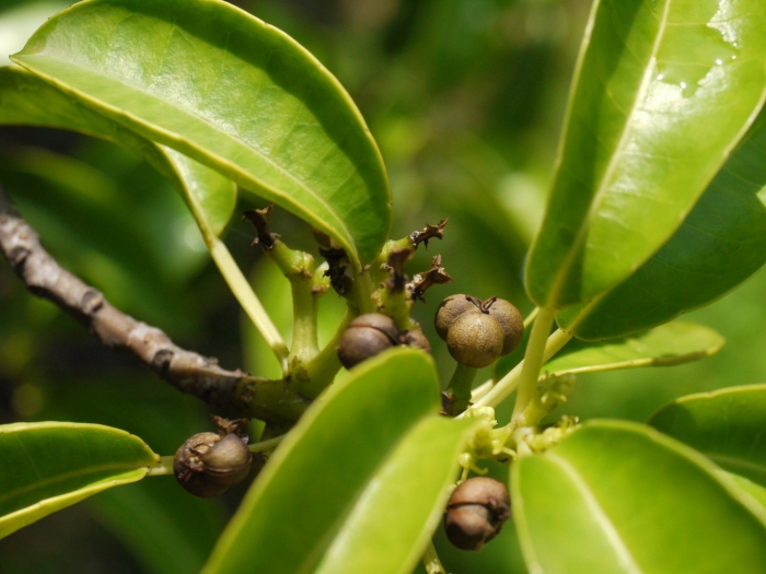Chrysophyllum cainito