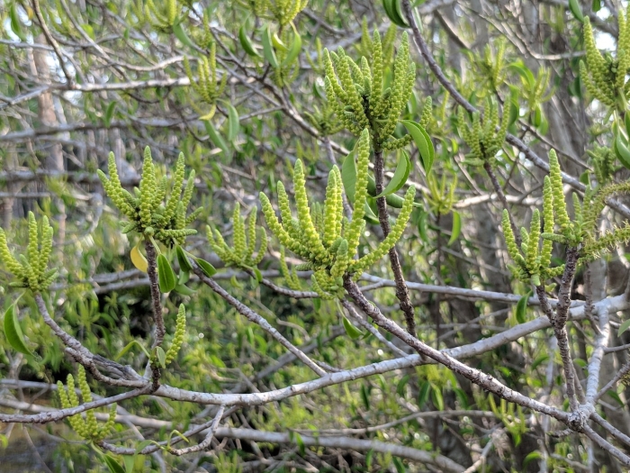 Salix caprea