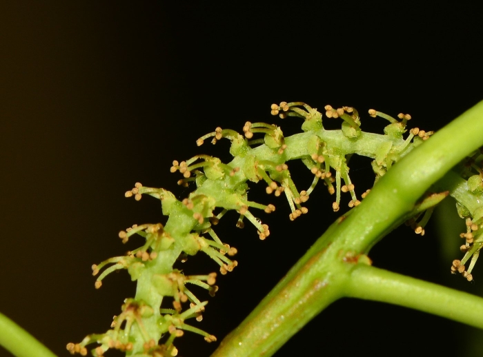 Ягода dioscoreophyllum cumminsii