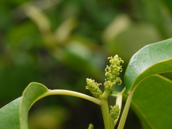 Excoecaria agallocha