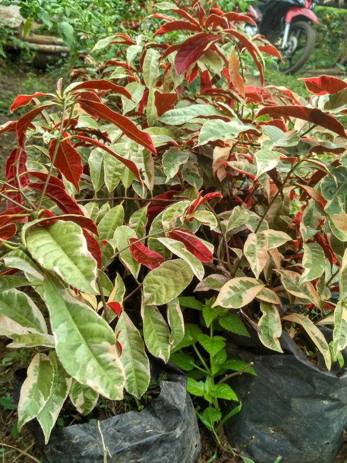 Excoecaria cochinchinensis