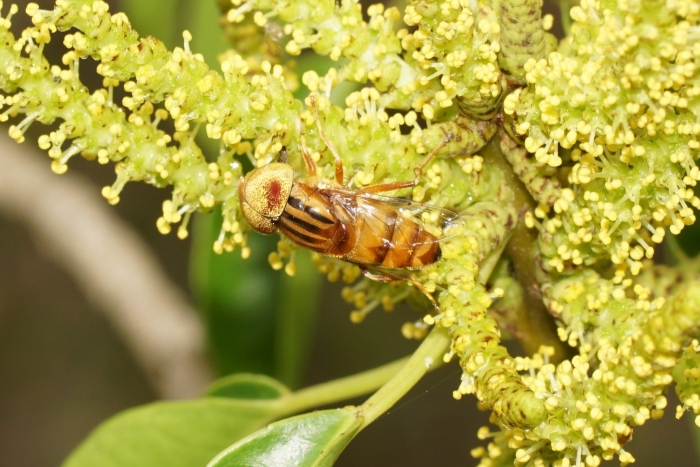Eristalinus quinquestriatus