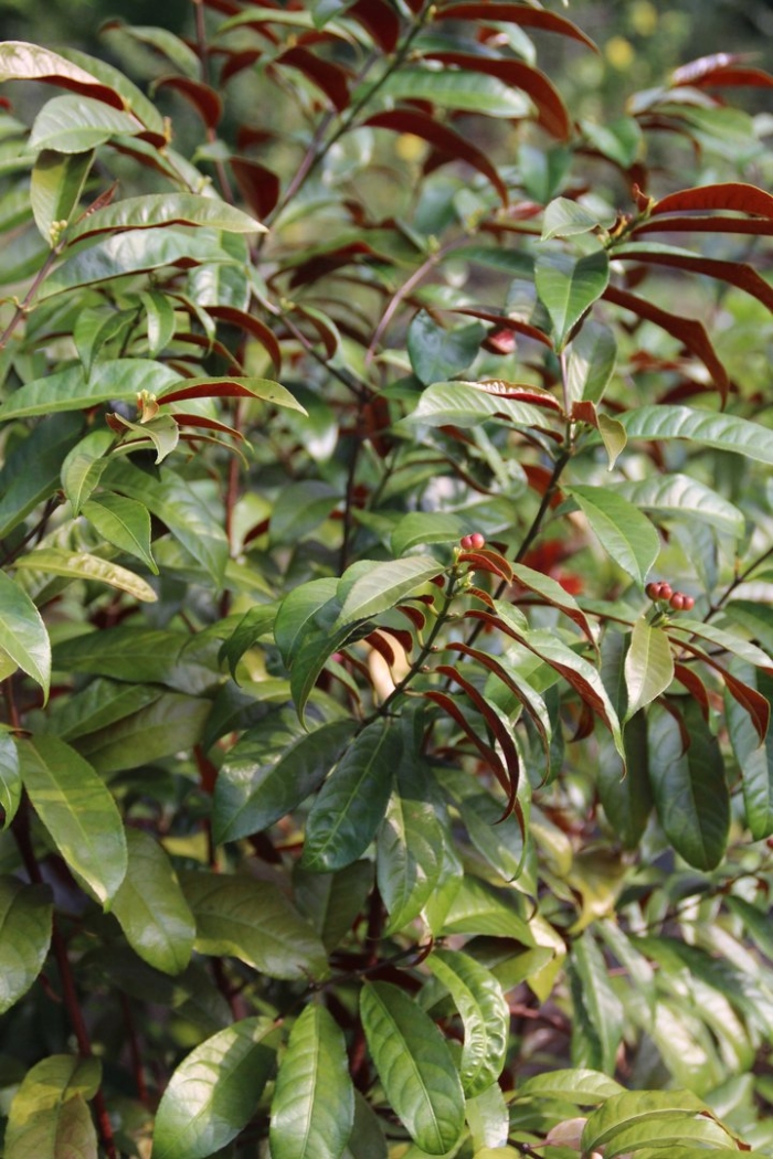 Excoecaria cochinchinensis