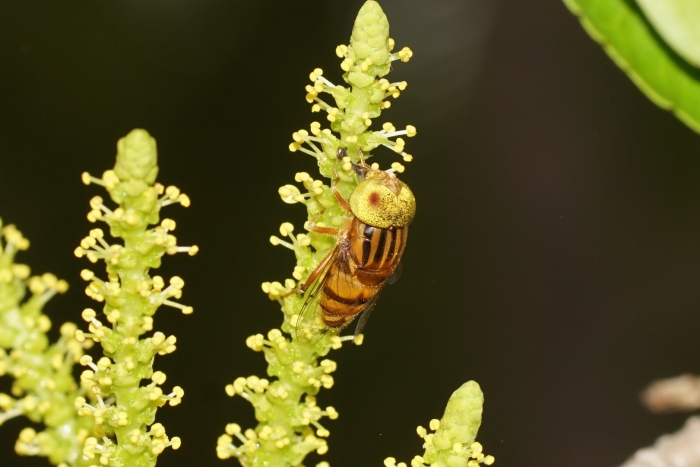 Eristalinus quinquestriatus