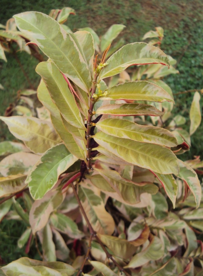 Barringtonia acutangula