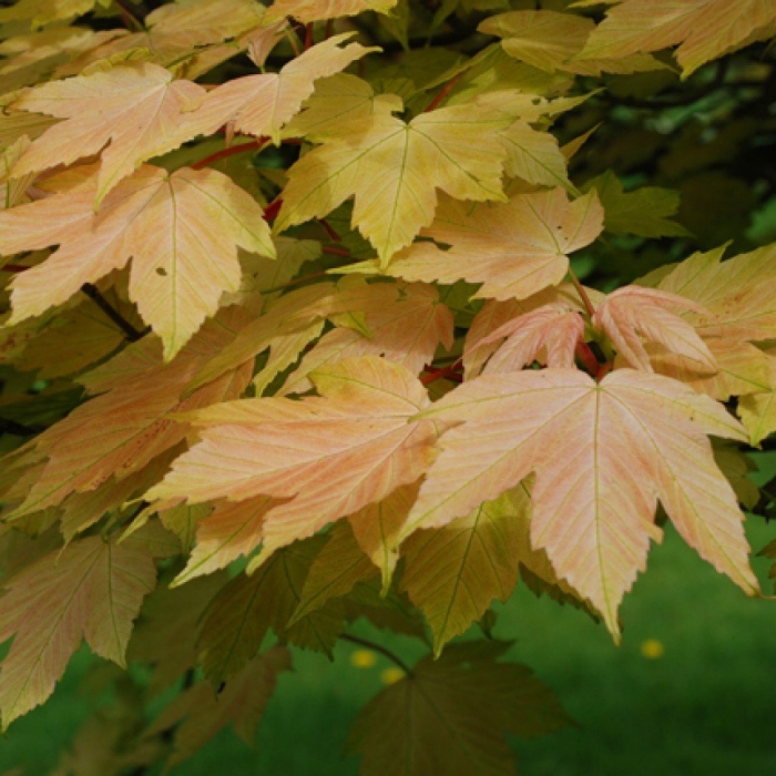 Клен ложноплатановый