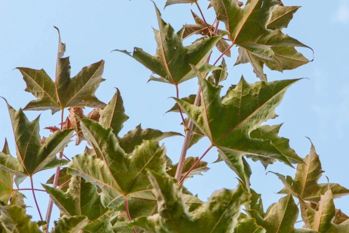 Клен остролистный fairview