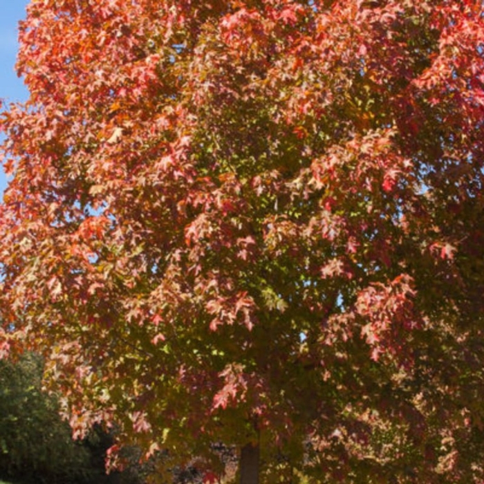 Клен сахарный