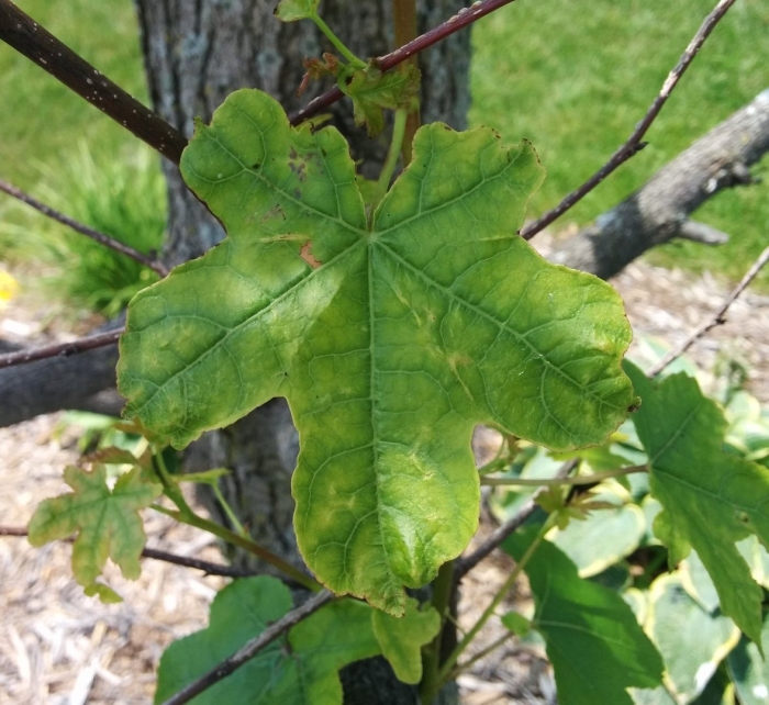 Хлороз винограда