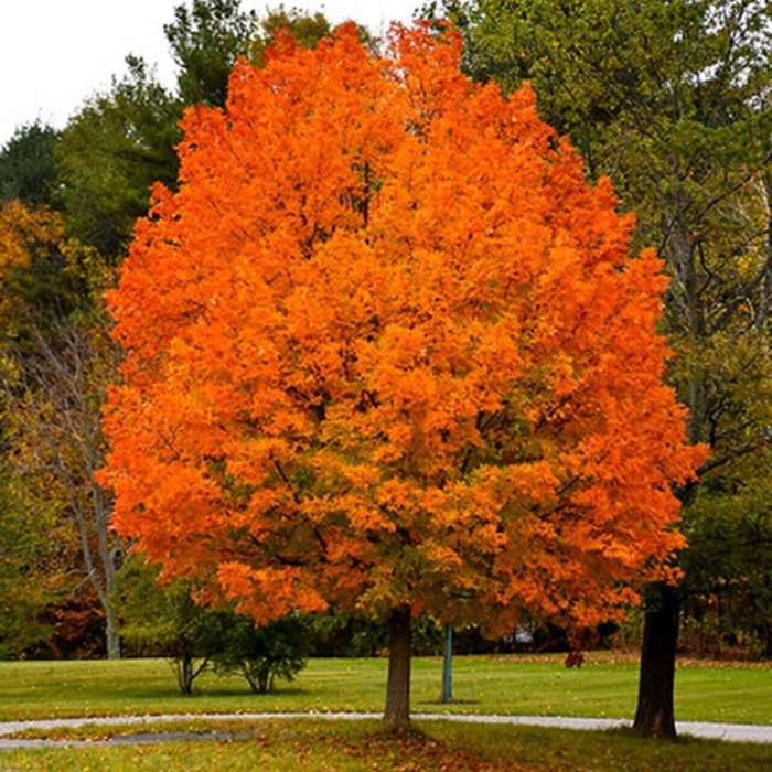 Sugar maple tree