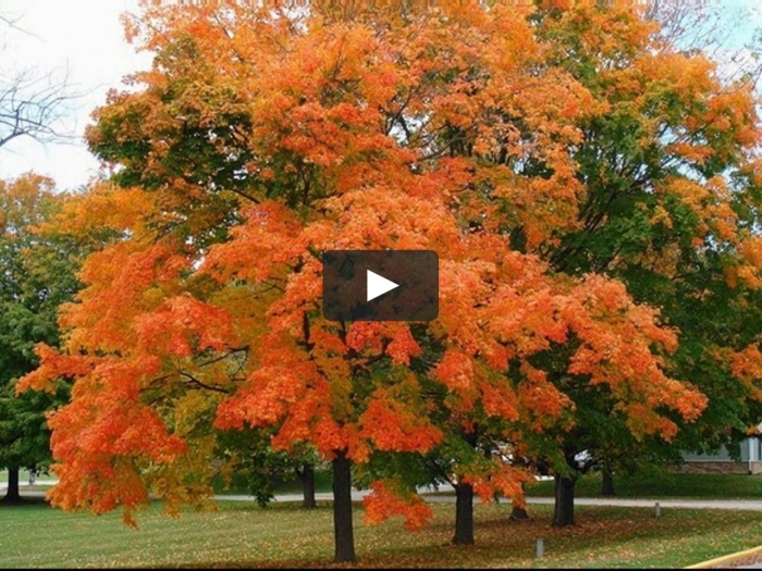 Клен канадский дерево