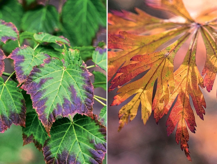 Acer japonicum 'aconitifolium'