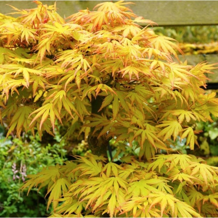 Acer palmatum orange dream