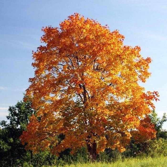 Клен остролистный acer platanoides