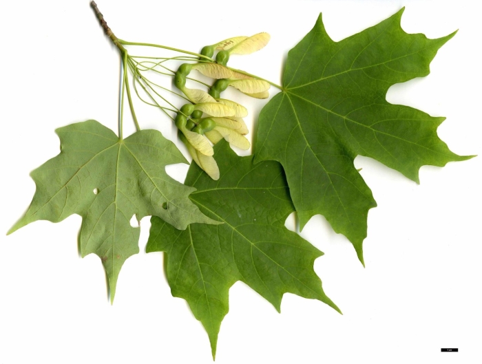 Остролистный клен