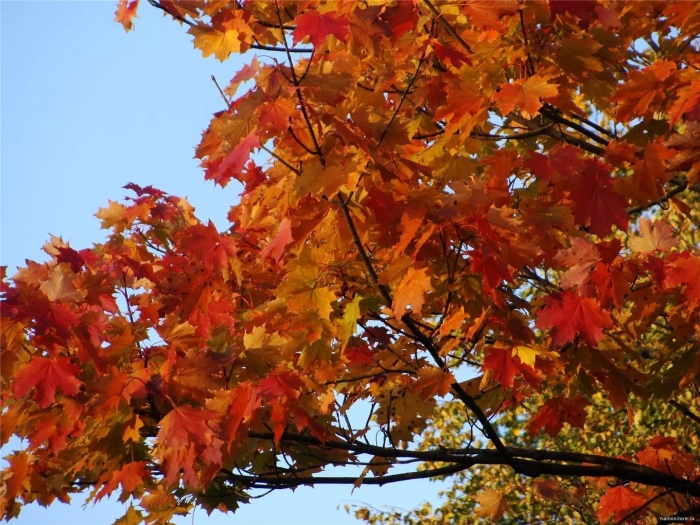 Осенний клен заболоцкий