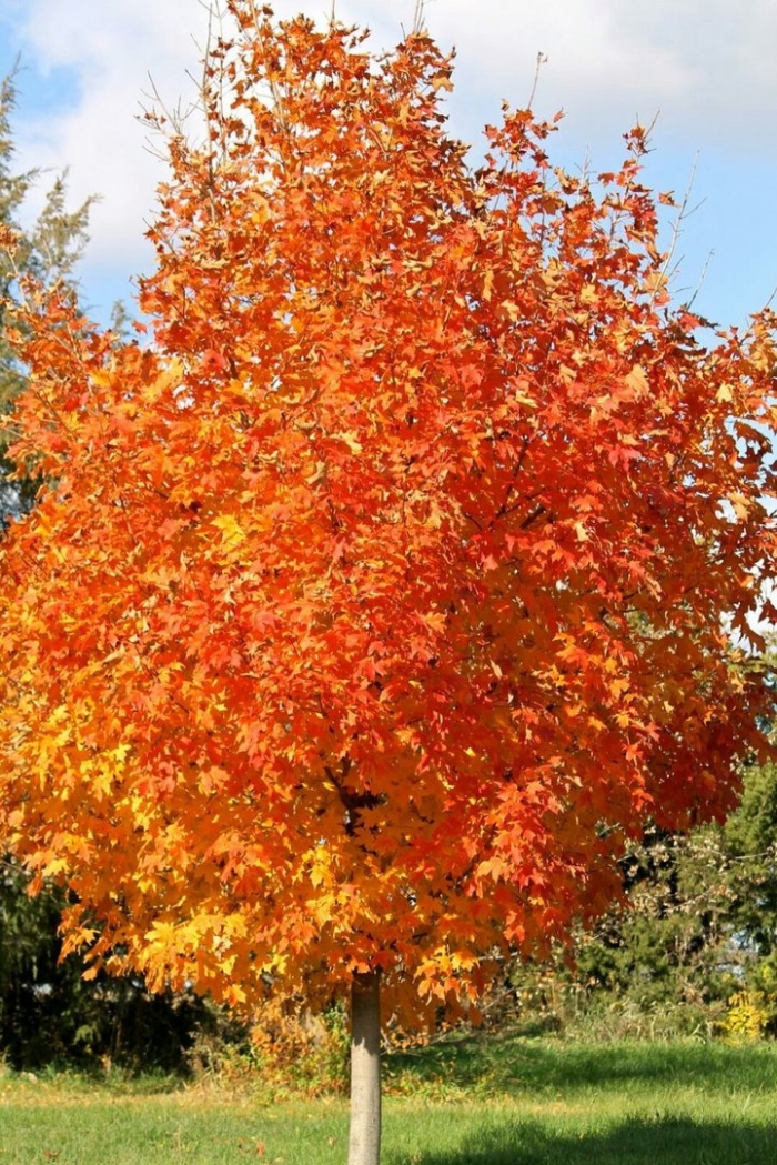 Клен серебристый acer saccharinum
