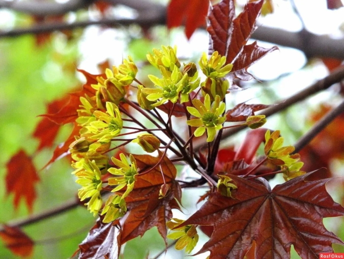 Клен весной