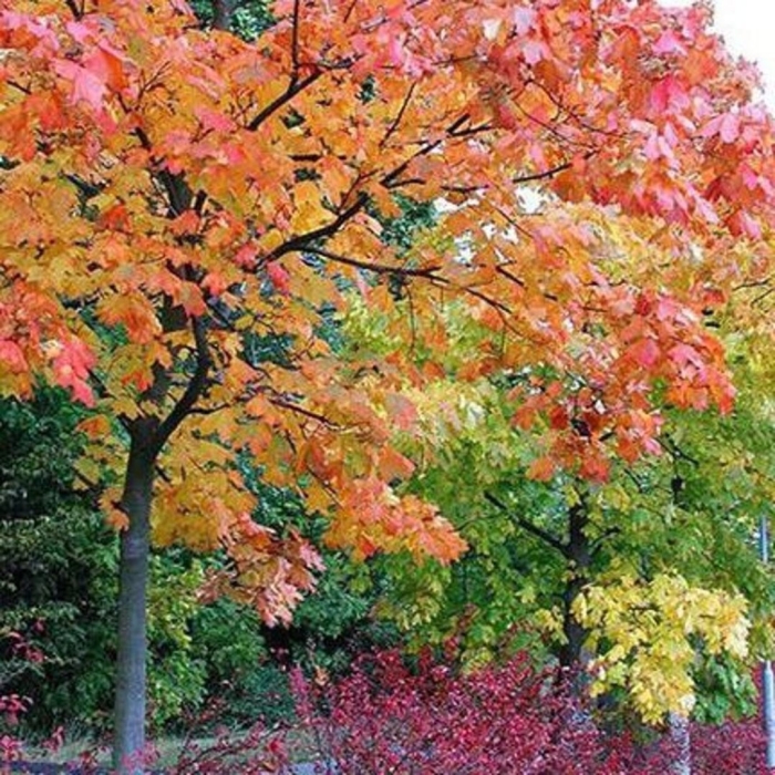 Клен остролистный эмеральд куин