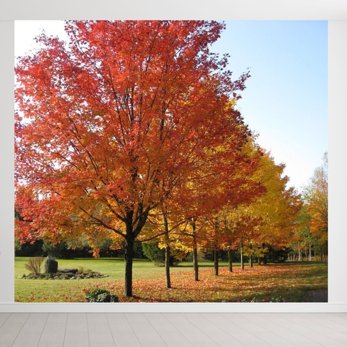 Канадский клен