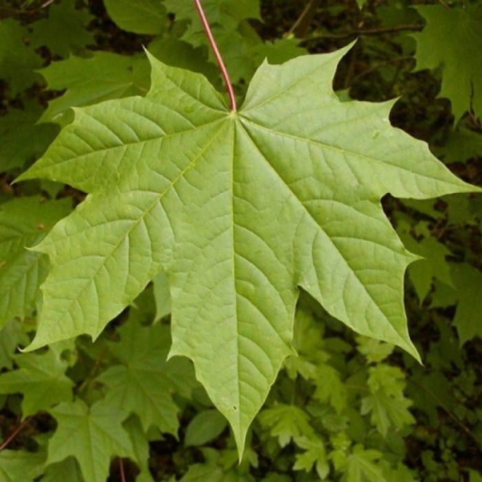 Остролистный клен