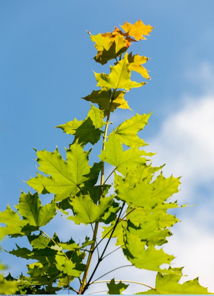 Клен рыжежилковый