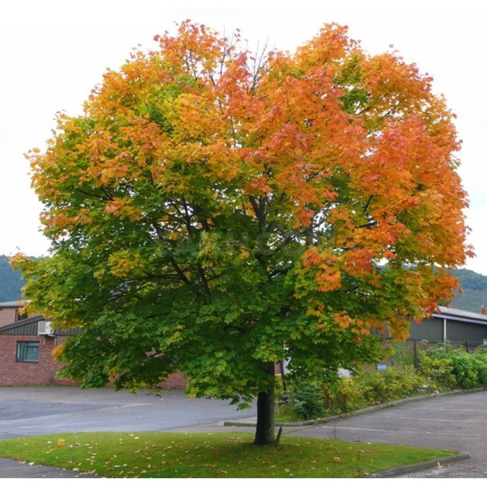 Клен остролистный дерево