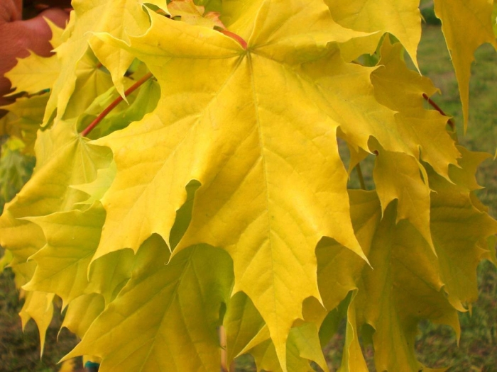Acer platanoides princeton gold