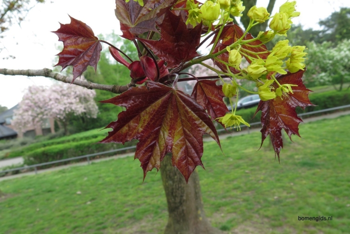 Клен остролистный шведлери