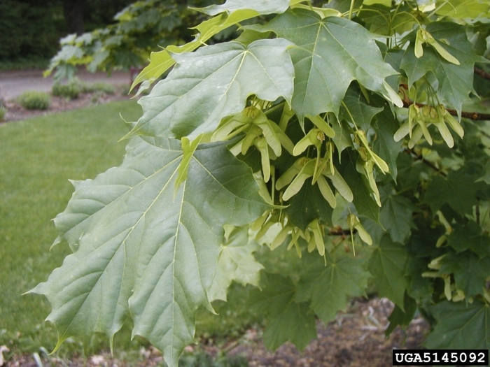 Дерево клен вертолетики