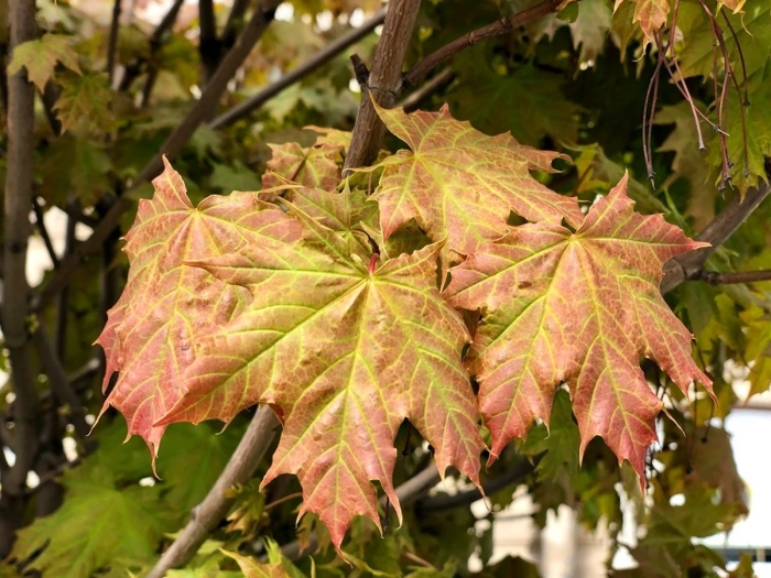 Клён остролистный платановидный