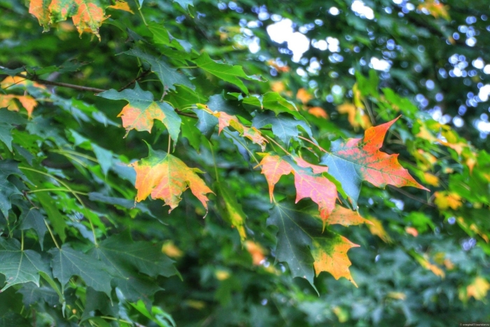 Осень кленовые листья