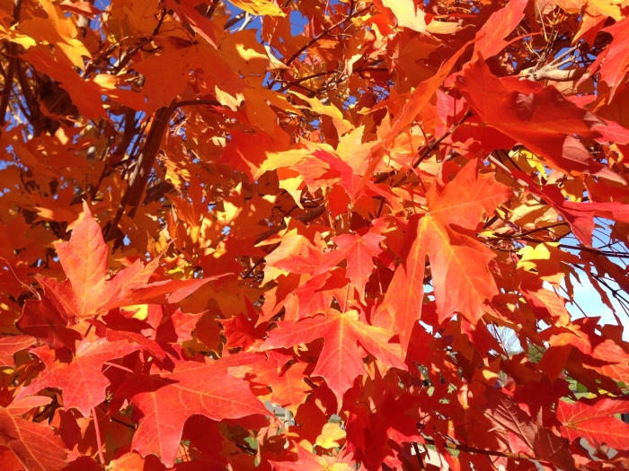 Клен красный (acer rubrum) october glory