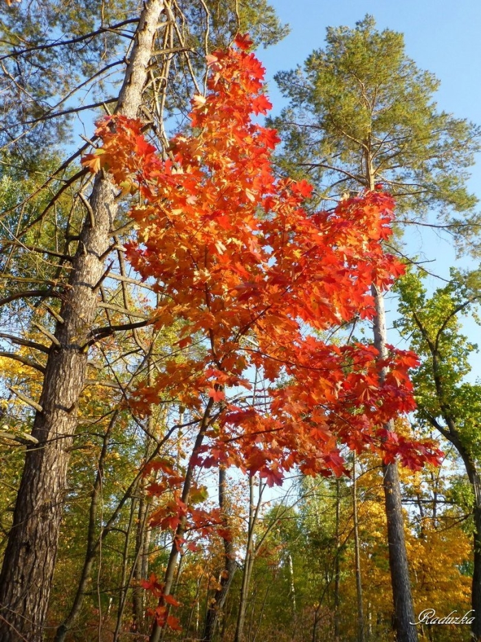 Клен в лесу