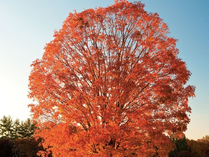 Клен канадский сахарный