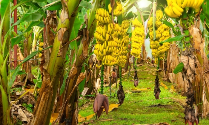 Эквадор банановые плантации