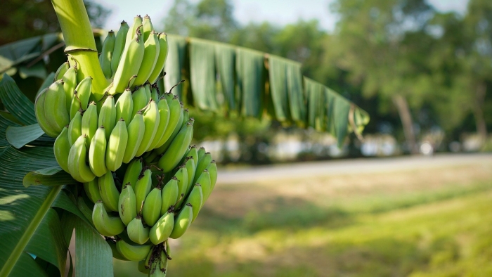Агава банановое дерево