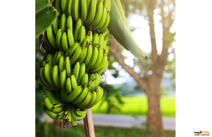 Банана кавендиш